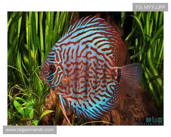 博鱼真人官方网站最新优惠活动详情帮助玩家把握每一次精彩的线上投注机会