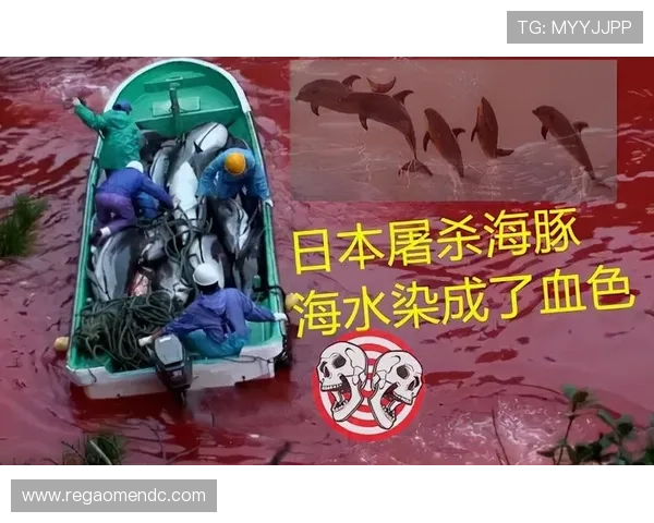 海洋之神电脑版官网用户评价及常见问题解答汇总